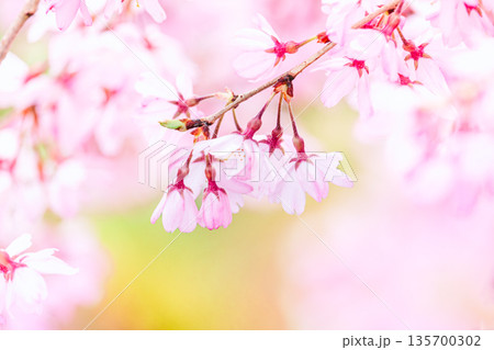 満開の桜の花のクローズアップ 満開の桜の花のクローズアップ 135700302