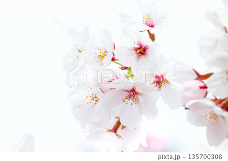 満開の桜の花のクローズアップ 満開の桜の花のクローズアップ 135700308