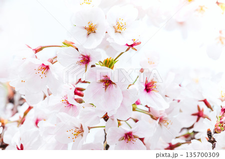 満開の桜の花のクローズアップ 135700309