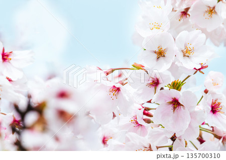 満開の桜の花のクローズアップ 満開の桜の花のクローズアップ 135700310