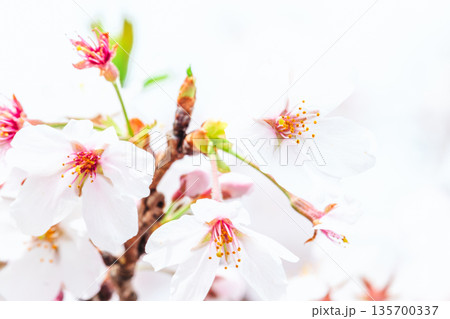 満開の桜の花のクローズアップ 満開の桜の花のクローズアップ 135700337