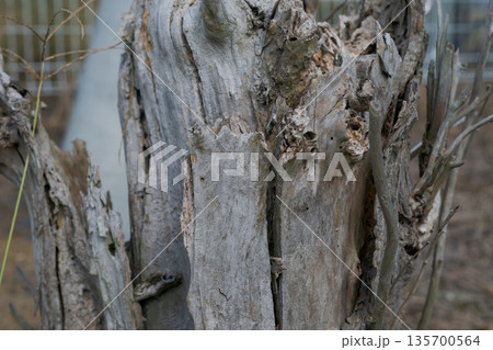 割れた古い木の幹 割れた古い木の幹 135700564