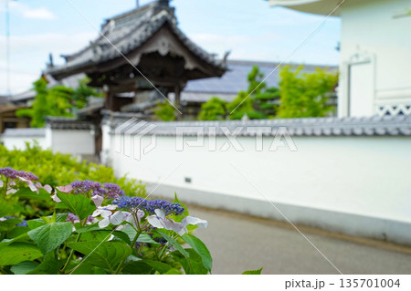 寺院と紫陽花 135701004