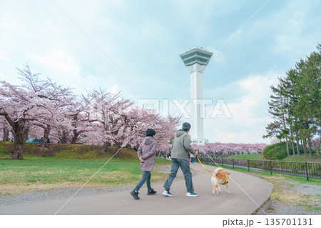 Tourists sightseeing and hanami in Sakura Cherry Blossom in Spring season. Goryokaku Tower park in Hakodate city, Hokkaido prefecture, Japan. Hokkaido, Japan, 26 April 2025 Tourists sightseeing and hanami in Sakura Cherry Blossom in Spring season. Goryokaku Tower park in Hakodate city, Hokkaido prefecture, Japan. Hokkaido, Japan, 26 April 2025 135701131