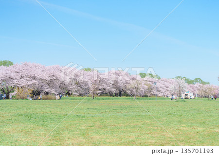 Kitakami Tenshochi Park with Sakura Cherry Blossom in Spring, tourists travel and sightseeing at Kitakami festival. Iwate prefecture, Japan, 22 April 2025 Kitakami Tenshochi Park with Sakura Cherry Blossom in Spring, tourists travel and sightseeing at Kitakami festival. Iwate prefecture, Japan, 22 April 2025 135701193