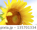 ミツバチが集まる夏のひまわり 135701334