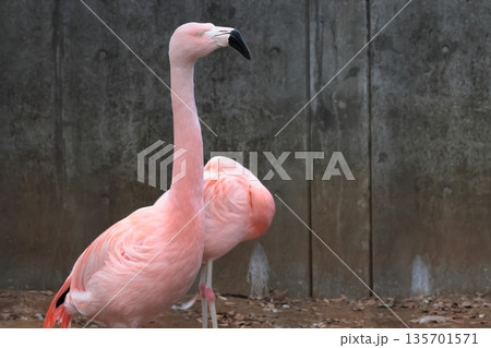 フラミンゴ 135701571
