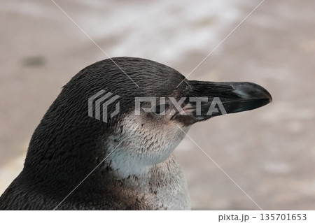 フンボルトペンギン フンボルトペンギン 135701653