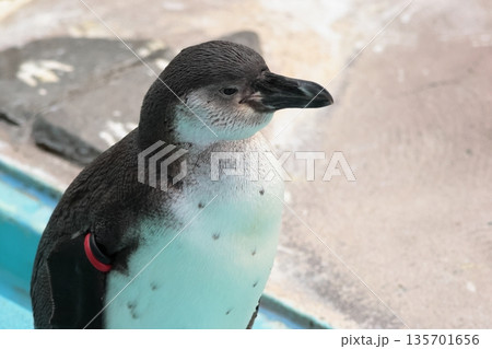 フンボルトペンギン 135701656