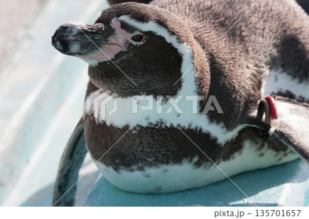 フンボルトペンギン 135701657