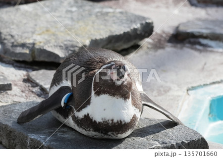 フンボルトペンギン フンボルトペンギン 135701660