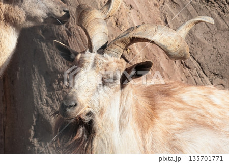 マーコール 135701771