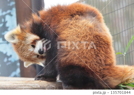 レッサーパンダ 135701844