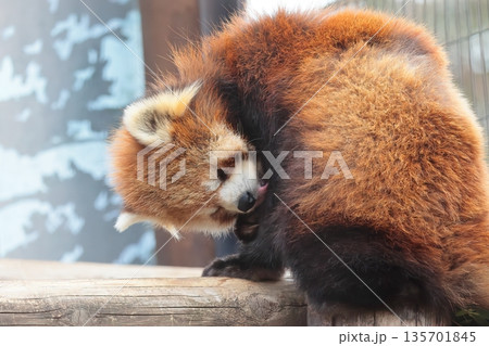 レッサーパンダ 135701845