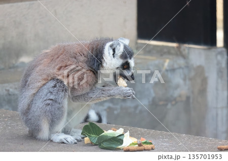 ワオキツネザル 135701953