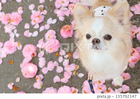 淡いピンクのツバキと可愛いチワワ 135702147