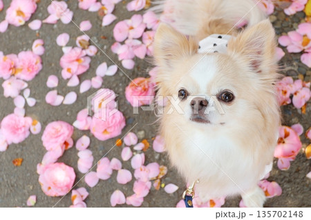 ツバキの花びらが舞う春のチワワ ツバキの花びらが舞う春のチワワ 135702148