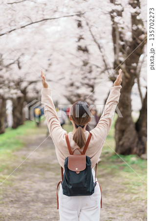 Woman tourist sightseeing Sakura Cherry Blossom in Spring. Happy traveler travel near Hinokinai River riverbank in Kakunodate town, Semboku District, Akita Prefecture, Japan. Landmark and Vacation 135702273