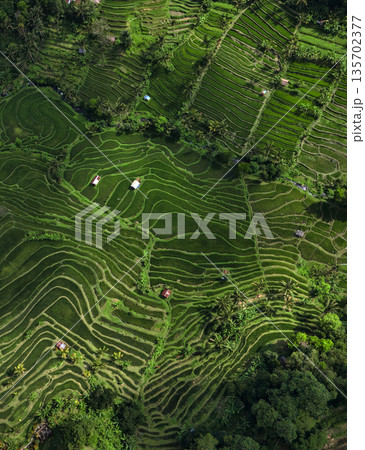 Overhead View Of Verdant Agricultural Terraces With Winding Roads 135702377