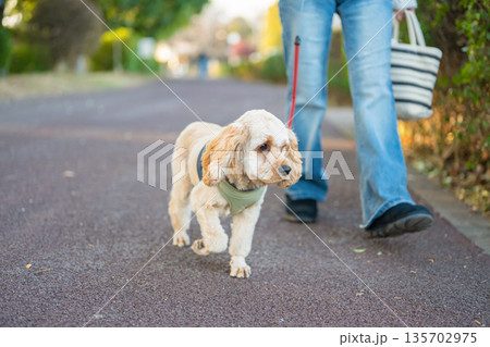 飼い主と散歩する犬 135702975