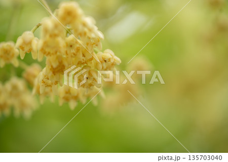 黄色い菩提樹の花 黄色い菩提樹の花 135703040
