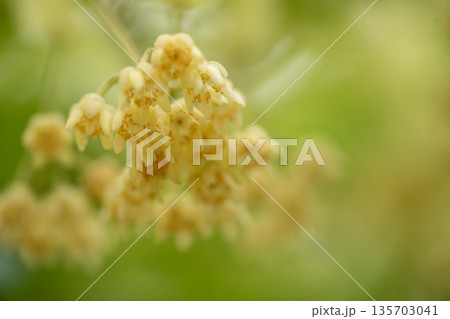 黄色い菩提樹の花 135703041