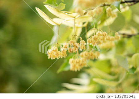 黄色い菩提樹の花 黄色い菩提樹の花 135703043