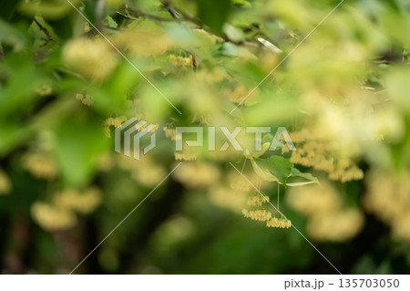 黄色い菩提樹の花 135703050