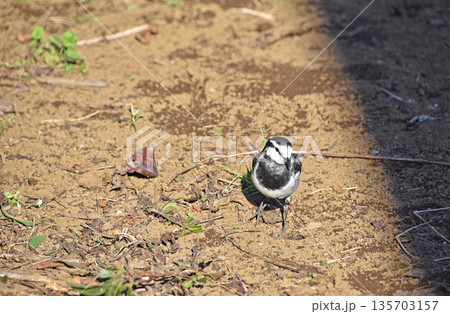 ハクセキレイ（白鶺鴒） 135703157