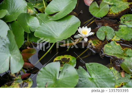 スイレンの花 135703395