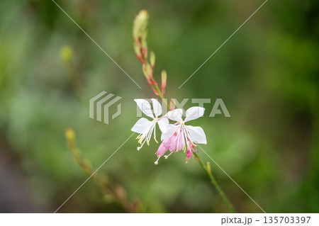可憐なガウラの花 可憐なガウラの花 135703397