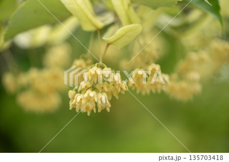 菩提樹の黄色い花 菩提樹の黄色い花 135703418