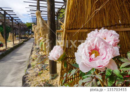 わら囲い(ワラボッチ)の白い冬牡丹の花(明日香) わら囲い(ワラボッチ)の白い冬牡丹の花(明日香) 135703455