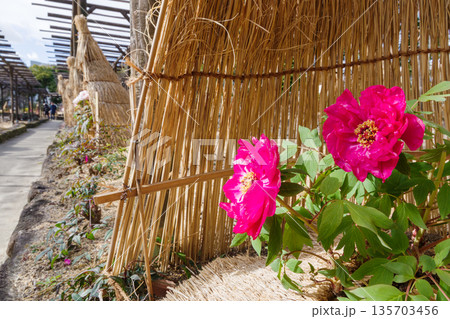 わら囲い(ワラボッチ)の赤い冬牡丹の花(島の輝) わら囲い(ワラボッチ)の赤い冬牡丹の花(島の輝) 135703456