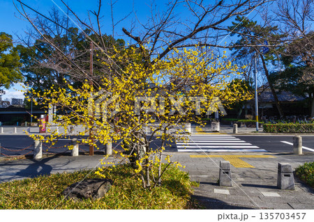 満開の蝋梅(愛知県名古屋市東区徳川町) 満開の蝋梅(愛知県名古屋市東区徳川町) 135703457