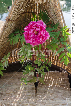 わら囲い（ワラボッチ）と紫色の冬牡丹の花（晃花殿） 135703465