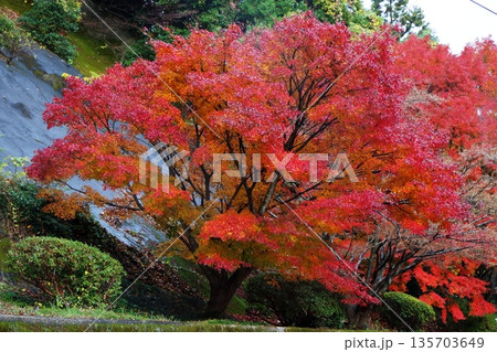 燃える斜面の主 135703649