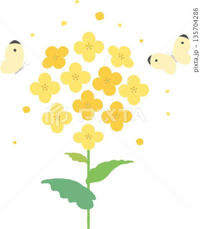 菜の花と蝶のイラスト。春の訪れを感じさせる黄色い花とモンシロチョウの可愛い素材 菜の花と蝶のイラスト。春の訪れを感じさせる黄色い花とモンシロチョウの可愛い素材 135704286