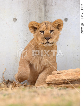 立ち上がるライオンの子 135704494