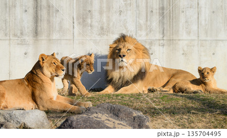 日向ぼっこするライオンの家族 135704495