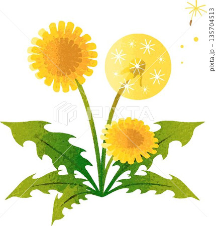 たんぽぽの花と綿毛の鮮やかなイラスト 135704513
