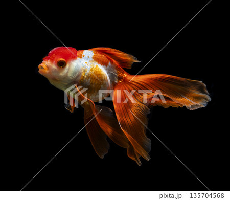 goldfish isolated on a dark black background. different colorful Carassius auratus in the aquarium 135704568
