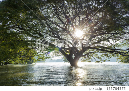 Big tree in the middle of the lake 135704575