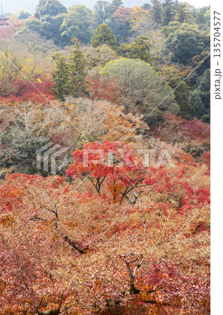 Autumn leaves of red color maple tree, fall season change Autumn leaves of red color maple tree, fall season change 135704577