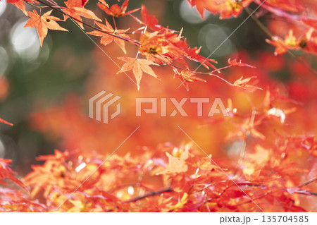 Autumn leaves of red color maple tree, fall season change Autumn leaves of red color maple tree, fall season change 135704585