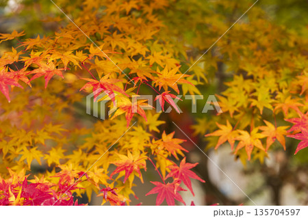 Autumn leaves of red color maple tree, fall season change 135704597