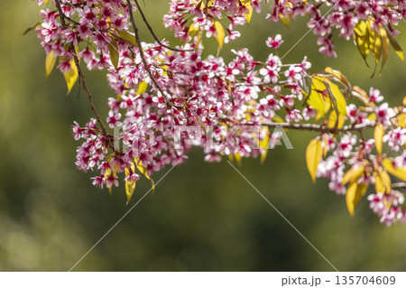 Wild Himalayan Cherry (Prunus cerasoides) or thai sakura flower 135704609