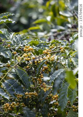 harvesting coffee berries by agriculture. Coffee beans ripening on the tree in North of Thailand harvesting coffee berries by agriculture. Coffee beans ripening on the tree in North of Thailand 135704616