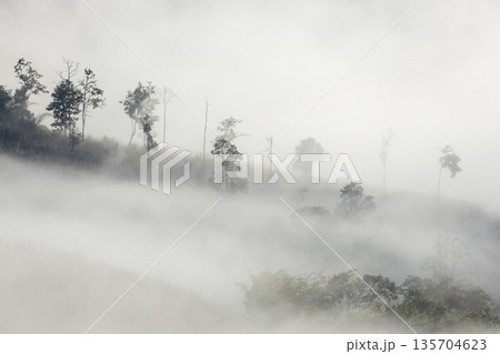 Landscape of Morning Mist with Mountain Layer. mountain ridge and clouds in rural jungle bush forest Landscape of Morning Mist with Mountain Layer. mountain ridge and clouds in rural jungle bush forest 135704623