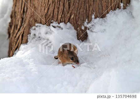 雪下のトンネルから這い出し餌を探すエゾアカネズミ 蝦夷赤鼠 野ネズミ 雪下のトンネルから這い出し餌を探すエゾアカネズミ 蝦夷赤鼠 野ネズミ 135704698